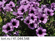 Лиловые цветы петунии гибридной (лат. Petunia hybrida) Стоковое фото, фотограф lana1501 / Фотобанк Лори