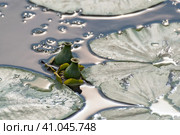 Зелёные плоды кубышки малой на воде. Стоковое фото, фотограф Румянцева Наталия / Фотобанк Лори