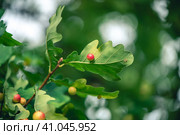 Oak galls, ink nuts on oak. Стоковое фото, фотограф Ольга Ильина / Фотобанк Лори