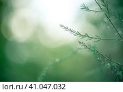 Asparagus plant in dew drops. natural background with copy space. Стоковое фото, фотограф Ольга Ильина / Фотобанк Лори