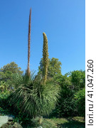 Blooming Mexican herbal tree Dasylirion Longissimum against the blue sky. Thick trunk. The dense, long, sharp leaves form a rosette. Two tall inflorescences on long peduncles with many small flowers. Стоковое фото, фотограф Вера Ивановна Кубарева / Фотобанк Лори