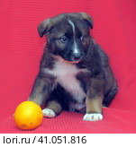 Brown mutt puppy with orange on a red. Стоковое фото, фотограф Анна Кривицкая / Фотобанк Лори