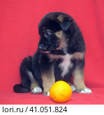 Brown mutt puppy with orange on a red. Стоковое фото, фотограф Анна Кривицкая / Фотобанк Лори