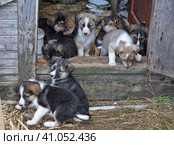 Puppies. Стоковое фото, фотограф Анна Кривицкая / Фотобанк Лори