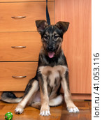 Cur puppy sitting at home on a wooden floor. Стоковое фото, фотограф Анна Кривицкая / Фотобанк Лори