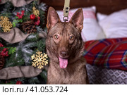 Brown dog, half-breed husky. Стоковое фото, фотограф Анна Кривицкая / Фотобанк Лори