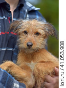 Ginger dog terrier mestizo in arms at an animal shelter. Стоковое фото, фотограф Анна Кривицкая / Фотобанк Лори