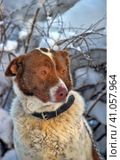 Dog old snow winter cold weather senility sad abandoned. Стоковое фото, фотограф Анна Кривицкая / Фотобанк Лори