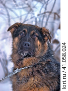 Half-breed shepherd puppy on a chain. Стоковое фото, фотограф Анна Кривицкая / Фотобанк Лори