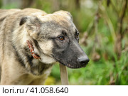 Gray dog, ears up on a leash on the grass, scared, half-breed hound, cur, animals from the shelter. Стоковое фото, фотограф Анна Кривицкая / Фотобанк Лори