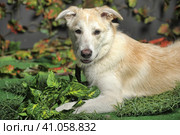 Happy beige with a white dog cur on the background of grass and leaves. Стоковое фото, фотограф Анна Кривицкая / Фотобанк Лори