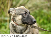 Gray dog, ears up on a leash on the grass, scared, half-breed hound, cur, animals from the shelter. Стоковое фото, фотограф Анна Кривицкая / Фотобанк Лори