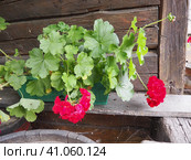 Red zonal geraniums in design. Pelargonium peltatum is species of pelargonium known by common names Pelargonium grandiflorum. Cranesbill or crane's-bill. Green leaves. Floriculture and horticulture. Стоковое фото, фотограф Юлия Петровская / Фотобанк Лори
