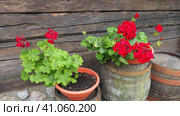 Red zonal geraniums in design. Pelargonium peltatum is species of pelargonium known by common names Pelargonium grandiflorum. Cranesbill or crane's-bill. Green leaves. Floriculture and horticulture. Стоковое фото, фотограф Юлия Петровская / Фотобанк Лори