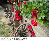 Red zonal geraniums in design. Pelargonium peltatum is species of pelargonium known by common names Pelargonium grandiflorum. Cranesbill or crane's-bill. Green leaves. Floriculture and horticulture. Стоковое фото, фотограф Юлия Петровская / Фотобанк Лори