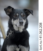 Black with white dog pooch on a leash in winter. Стоковое фото, фотограф Анна Кривицкая / Фотобанк Лори