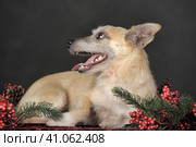 Happy dog mestizo terrier in the studio with red christmas berries. Стоковое фото, фотограф Анна Кривицкая / Фотобанк Лори