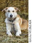 Light beige half-breed dog in the background of hay. Стоковое фото, фотограф Анна Кривицкая / Фотобанк Лори