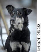 Black with white dog pooch on a leash in winter. Стоковое фото, фотограф Анна Кривицкая / Фотобанк Лори