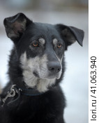 Black with white dog pooch on a leash in winter. Стоковое фото, фотограф Анна Кривицкая / Фотобанк Лори