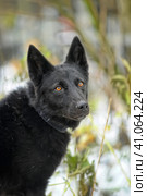 Black mixed breed portrait. Стоковое фото, фотограф Анна Кривицкая / Фотобанк Лори