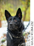 Black mixed breed portrait. Стоковое фото, фотограф Анна Кривицкая / Фотобанк Лори
