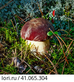 Белый гриб  или борови́к (лат. Boletus edulis) в сосновом бору крупным планом. Караканский бор, Искитимский район Новосибирской области. Стоковое фото, фотограф Евгений Мухортов / Фотобанк Лори