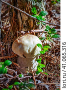 Белый гриб  или борови́к (лат. Boletus edulis) в сосновом бору крупным планом. Караканский бор, Искитимский район Новосибирской области. Стоковое фото, фотограф Евгений Мухортов / Фотобанк Лори
