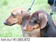 Two brown dachshunds on leashes. Стоковое фото, фотограф Анна Кривицкая / Фотобанк Лори