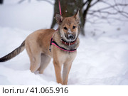 Red puppy among snow. Стоковое фото, фотограф Анна Кривицкая / Фотобанк Лори