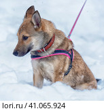 Red puppy among snow. Стоковое фото, фотограф Анна Кривицкая / Фотобанк Лори