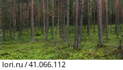 Natural landscape, pine boreal forest with moss undergrowth, coniferous taiga. Стоковое фото, фотограф Евгений Харитонов / Фотобанк Лори