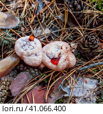 Несъедобный гриб - Гиднеллум Пека (лат. Hydnellum) peckii. Новосибирская область, Караканский бор. Стоковое фото, фотограф Евгений Мухортов / Фотобанк Лори