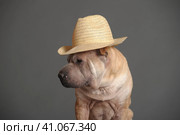 Sharpei on a gray background in a straw hat. Стоковое фото, фотограф Анна Кривицкая / Фотобанк Лори