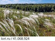 Ковыль красивейший (Stipa pulcherrima K. Koch (семейство Poaceae) в степи. Новосибирская область, Западная сибирь России. Стоковое фото, фотограф Евгений Мухортов / Фотобанк Лори