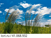 Ковыль красивейший (Stipa pulcherrima K. Koch (семейство Poaceae) в степи. Новосибирская область, Западная сибирь России. Стоковое фото, фотограф Евгений Мухортов / Фотобанк Лори