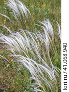 Ковыль красивейший (Stipa pulcherrima K. Koch (семейство Poaceae) в степи. Новосибирская область, Западная сибирь России. Стоковое фото, фотограф Евгений Мухортов / Фотобанк Лори