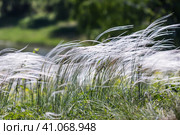 Ковыль красивейший (Stipa pulcherrima K. Koch (семейство Poaceae) в степи. Новосибирская область, Западная сибирь России. Стоковое фото, фотограф Евгений Мухортов / Фотобанк Лори