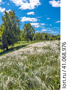 Ковыль красивейший (Stipa pulcherrima K. Koch (семейство Poaceae) на склоне побережья лесного озера в окружении берёз. Новосибирская область, Западная сибирь России. Стоковое фото, фотограф Евгений Мухортов / Фотобанк Лори