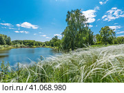 Ковыль красивейший (Stipa pulcherrima K. Koch (семейство Poaceae) на склоне побережья лесного озера в окружении берёз. Новосибирская область, Западная сибирь России. Стоковое фото, фотограф Евгений Мухортов / Фотобанк Лори