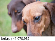 Two brown dachshunds on leashes. Стоковое фото, фотограф Анна Кривицкая / Фотобанк Лори