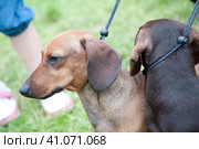Two brown dachshunds on leashes. Стоковое фото, фотограф Анна Кривицкая / Фотобанк Лори