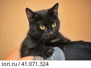 Young black cat on   shoulder. Стоковое фото, фотограф Анна Кривицкая / Фотобанк Лори