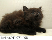 Cute black fluffy kitten on a light background. Стоковое фото, фотограф Анна Кривицкая / Фотобанк Лори