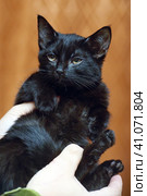 Cute little scared black kitten in hands. Стоковое фото, фотограф Анна Кривицкая / Фотобанк Лори