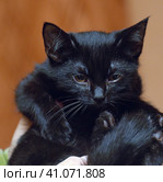 Cute little scared black kitten in hands. Стоковое фото, фотограф Анна Кривицкая / Фотобанк Лори
