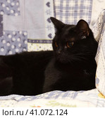 Bombay cat. Стоковое фото, фотограф Анна Кривицкая / Фотобанк Лори