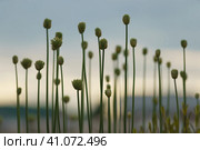 Flower patern in the city. Sky in perspective. City as defocused background. Suitable as background, template. Стоковое фото, фотограф YuryKara / Фотобанк Лори
