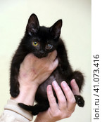 Kitten with an eyesore, a leukoma or an eyesore. Стоковое фото, фотограф Анна Кривицкая / Фотобанк Лори