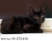 Kitten with an eyesore, a leukoma or an eyesore. Стоковое фото, фотограф Анна Кривицкая / Фотобанк Лори